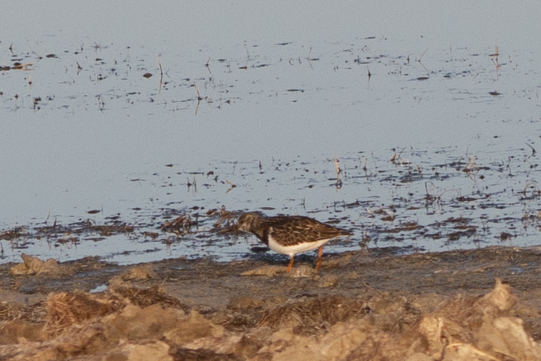 Ruddy Turnstone