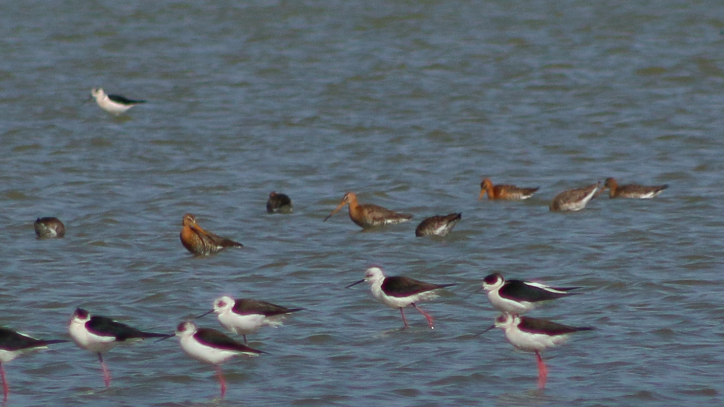 Black-tailed Godwit