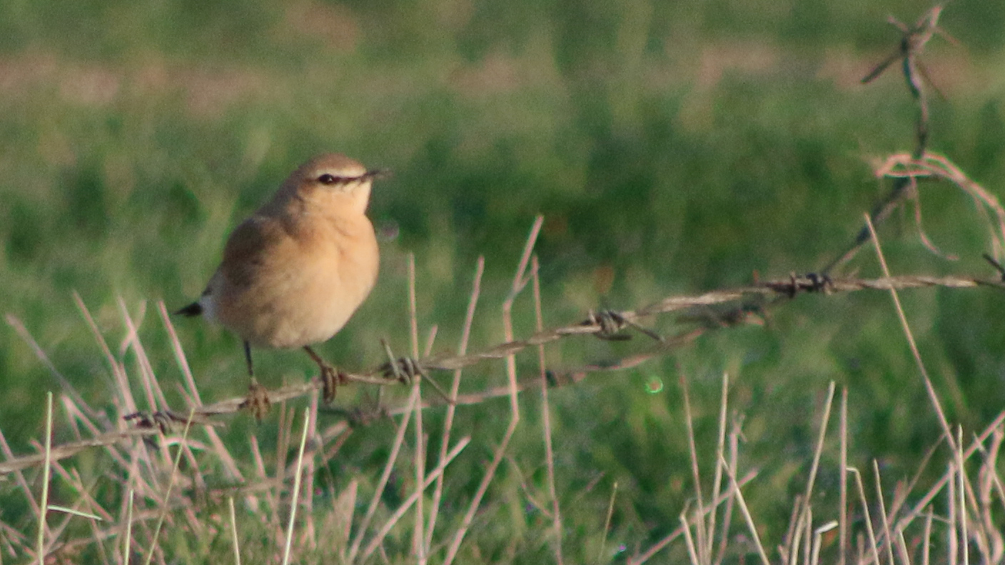 Isabelline Wheatear