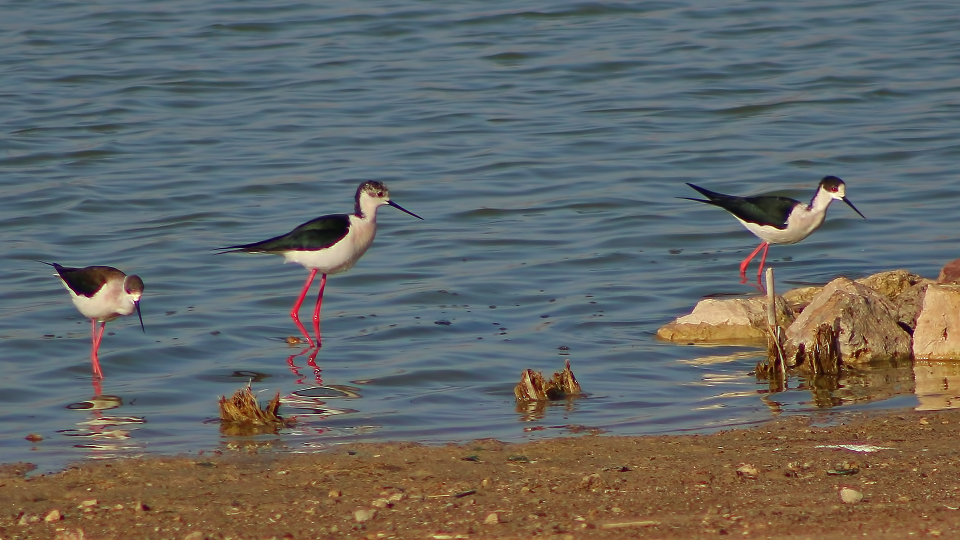 Black-winged Stilt
