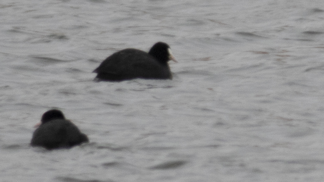 Eurasian Coot
