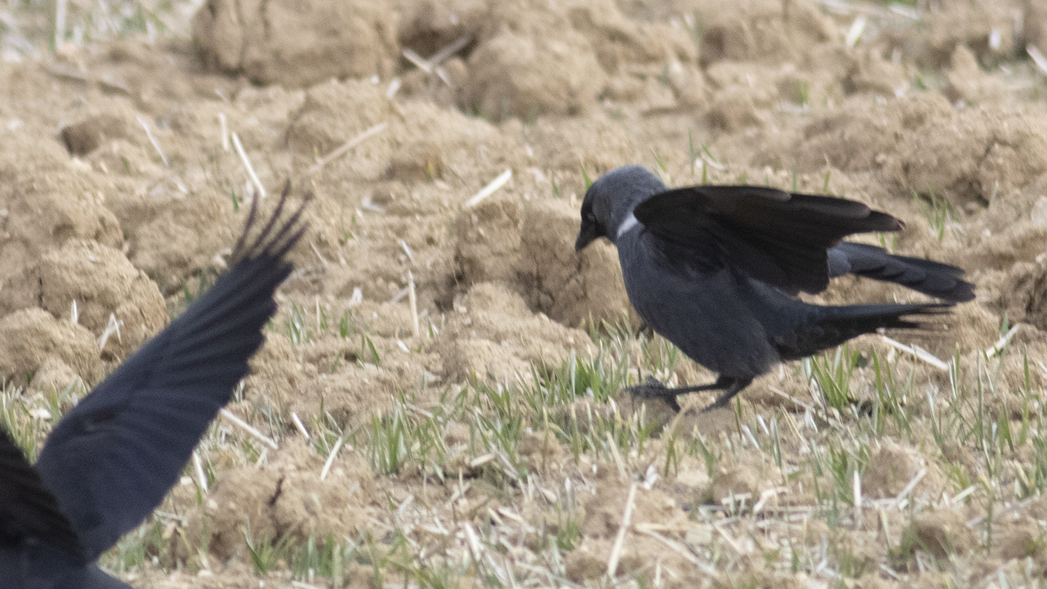 Eurasian Jackdaw