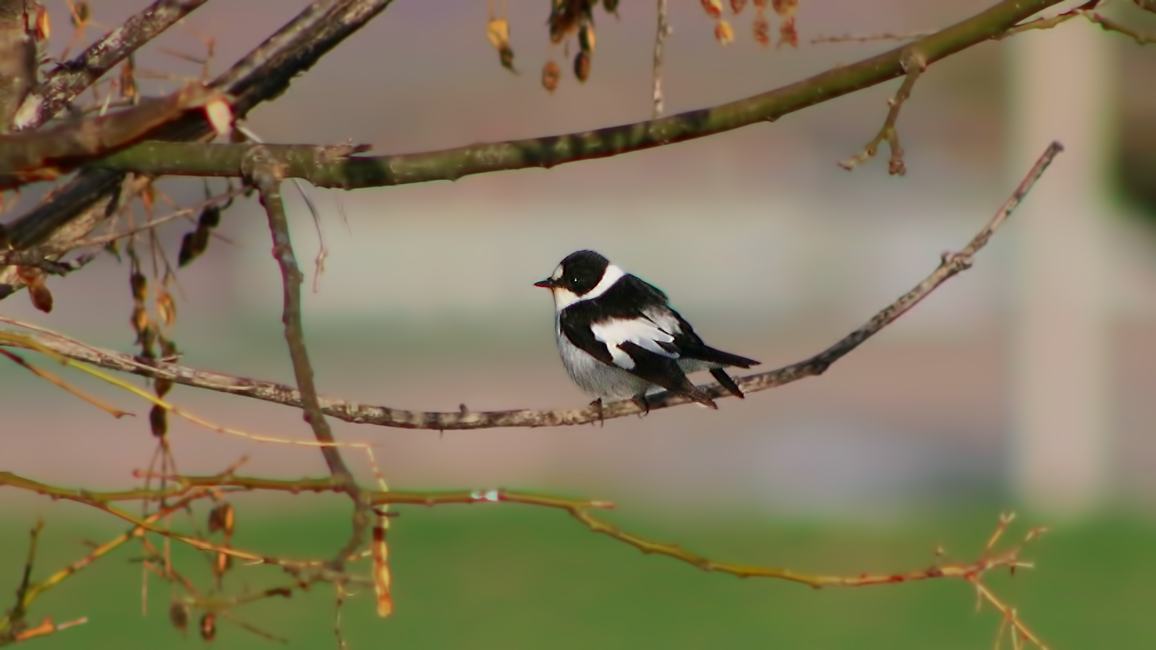Collared Flycatcher