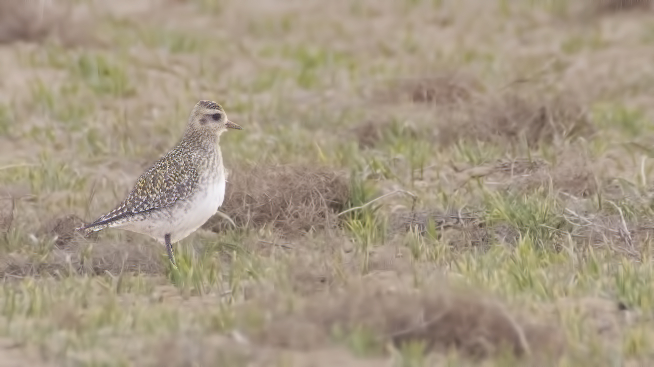 European Golden-Plover