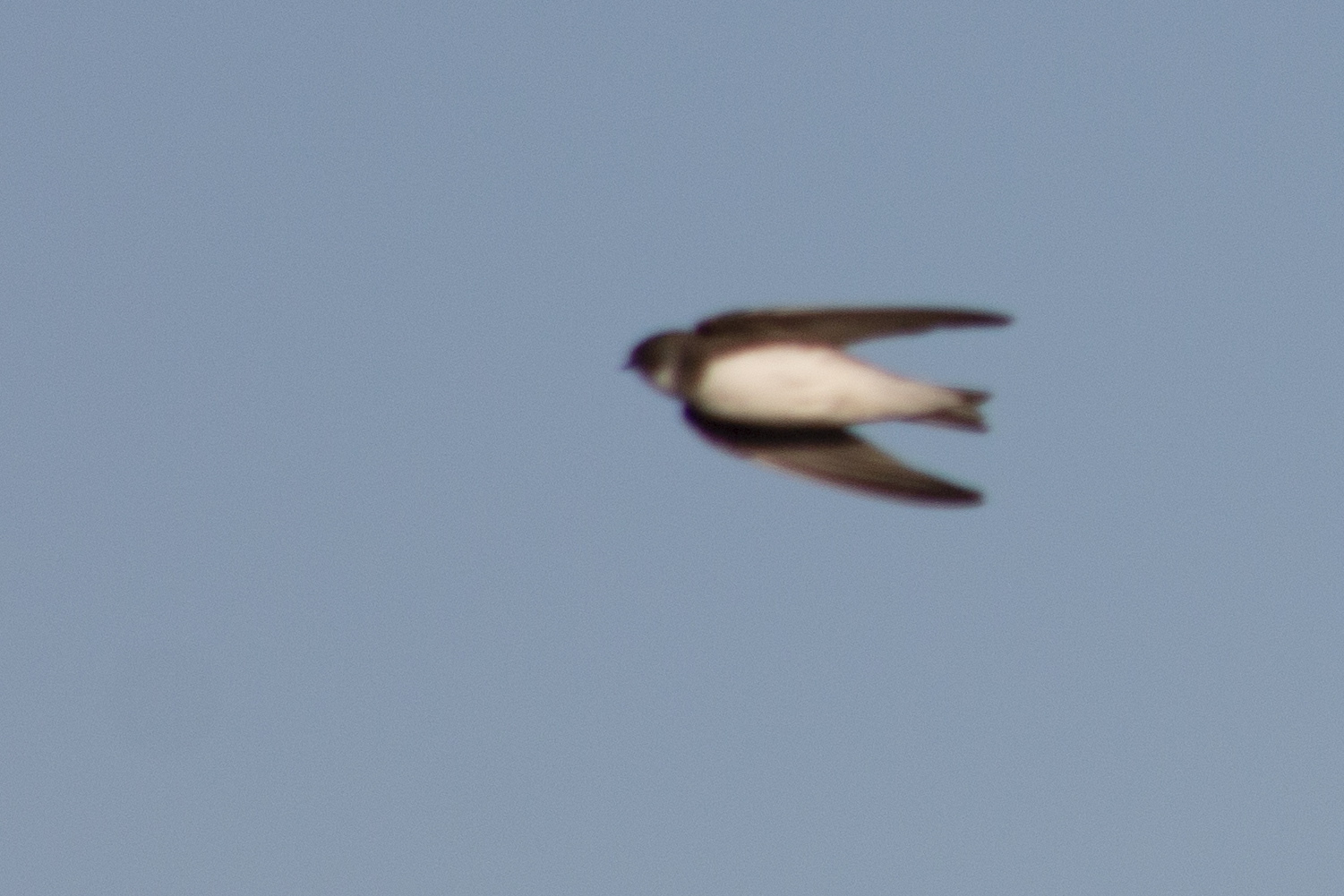 Bank Swallow — Ana fotoğraf