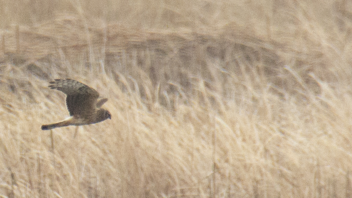 Hen Harrier