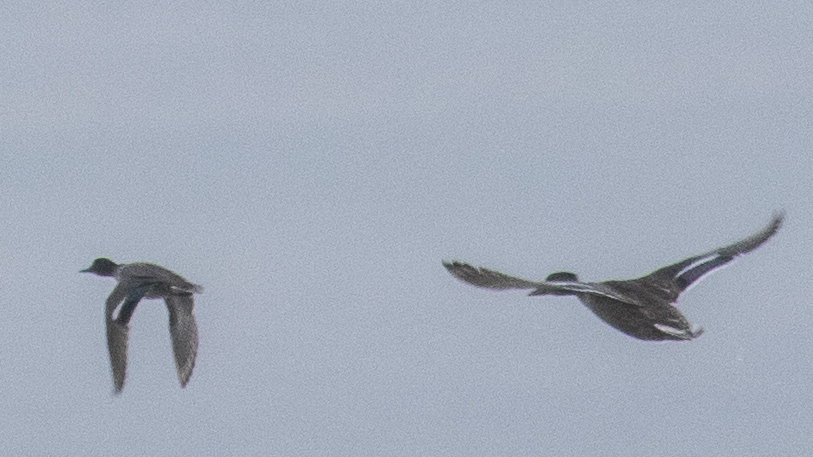 Northern Pintail