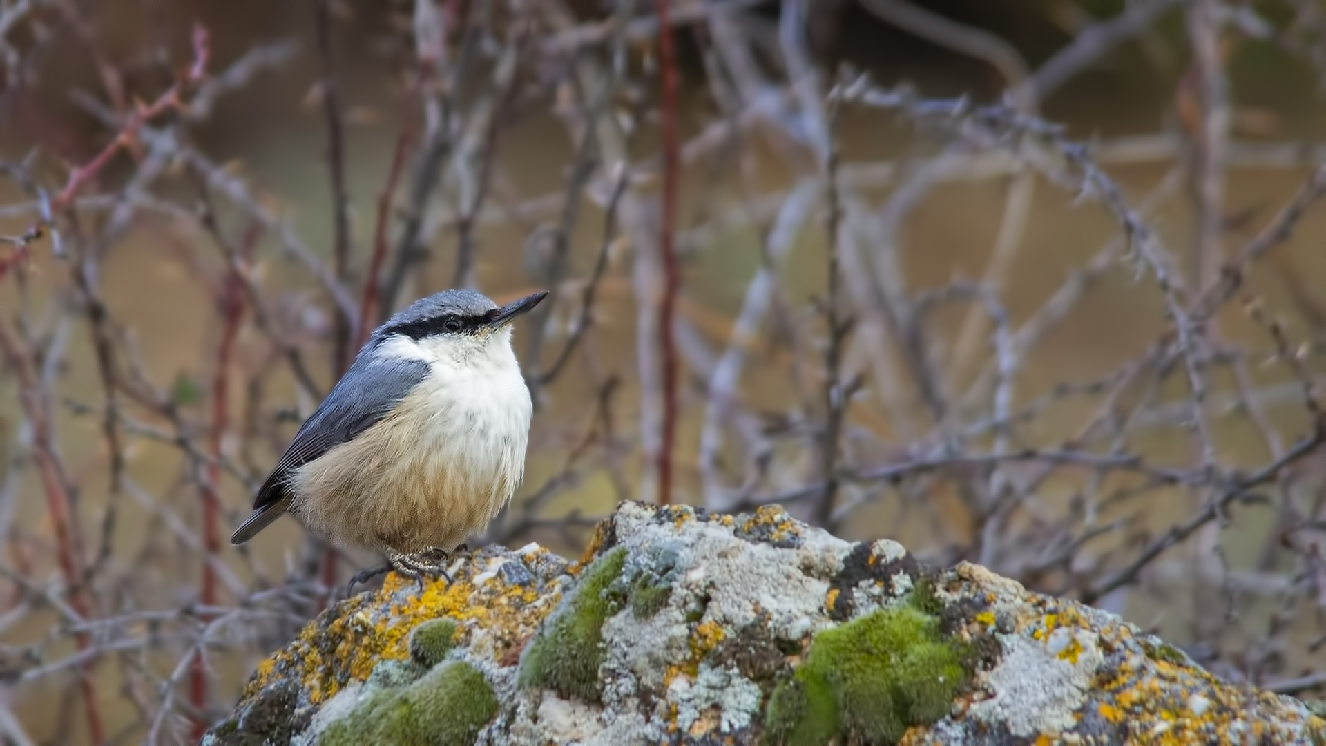 Western Rock Nuthatch