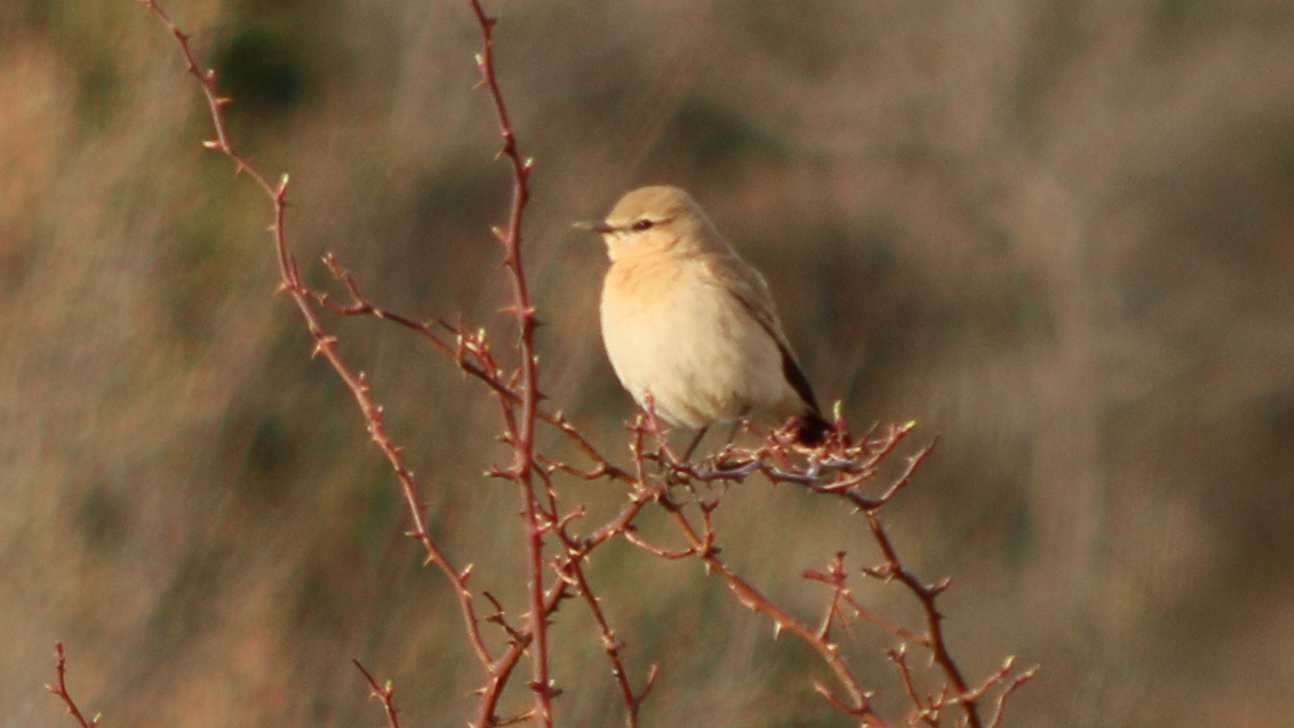 Isabelline Wheatear