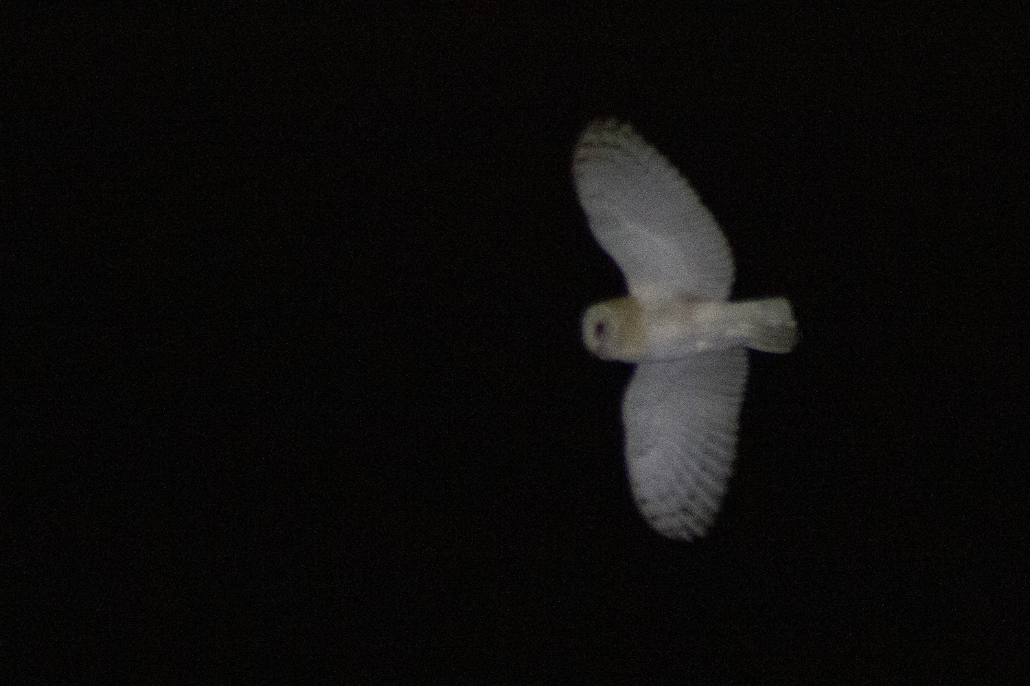 Barn Owl