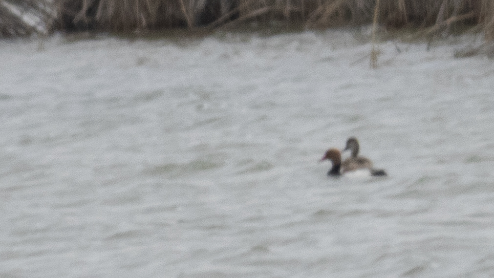 Red-crested Pochard