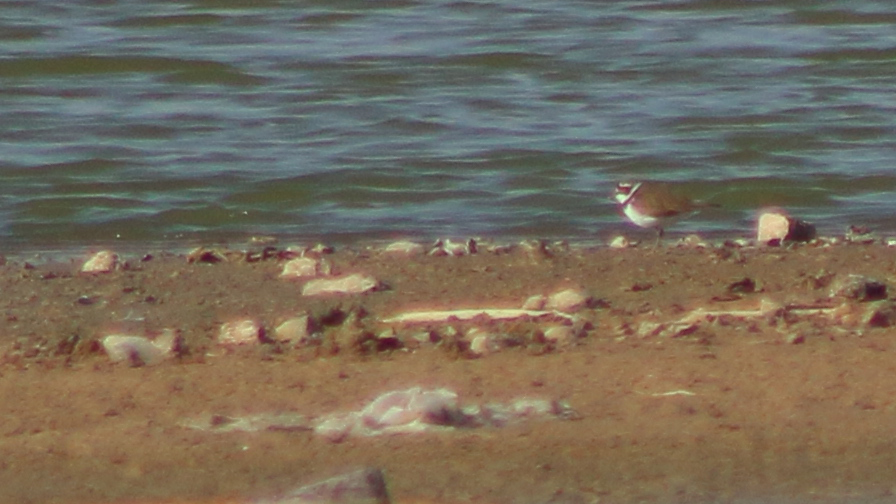 Little Ringed Plover