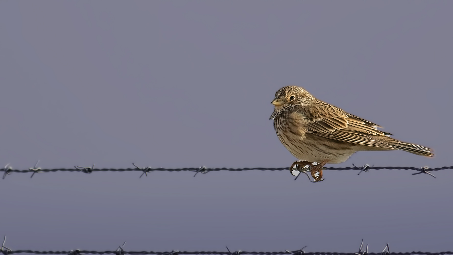 Corn Bunting