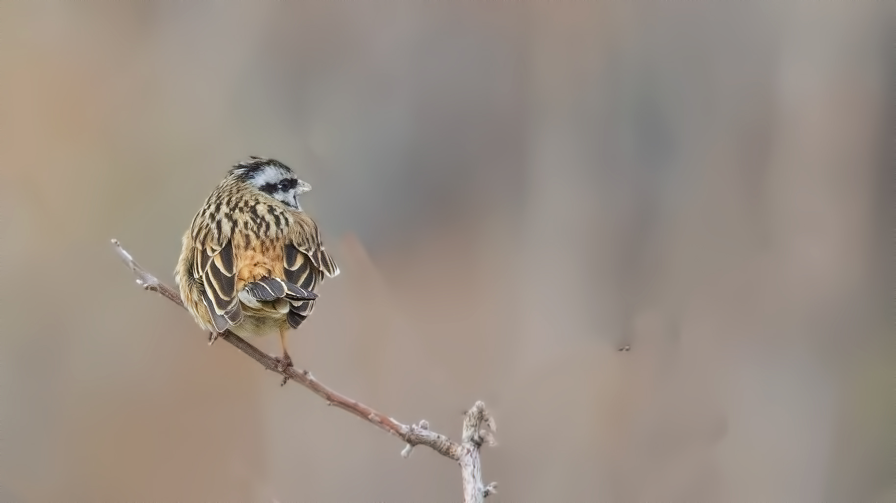 Rock Bunting