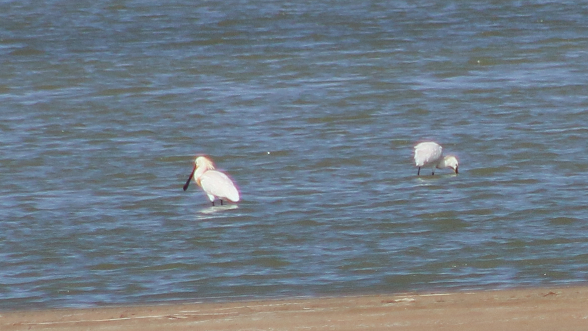 Eurasian Spoonbill