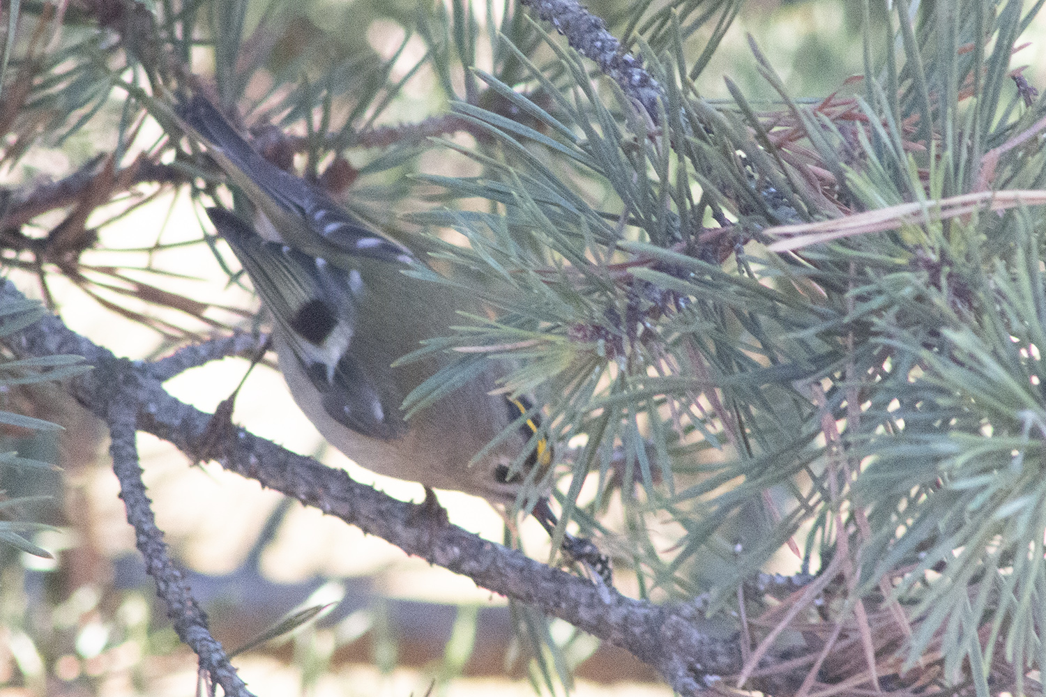 Goldcrest