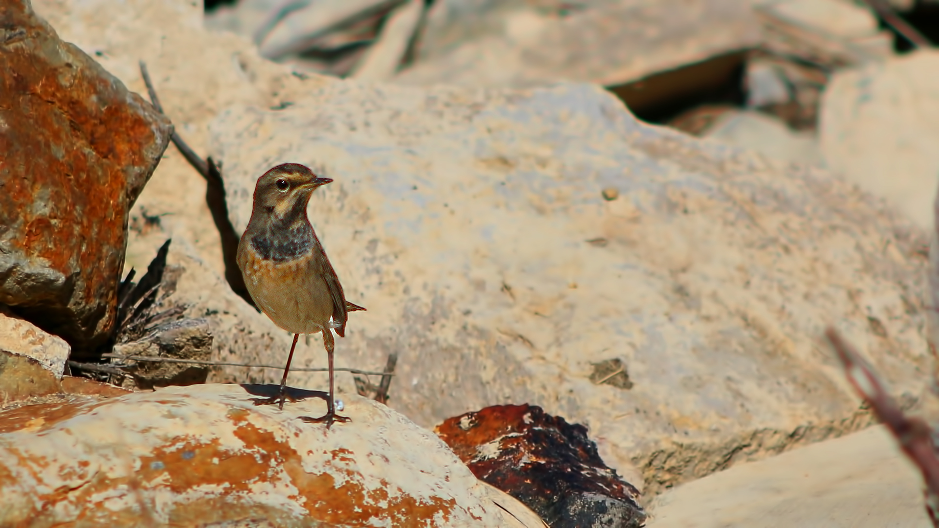 Bluethroat
