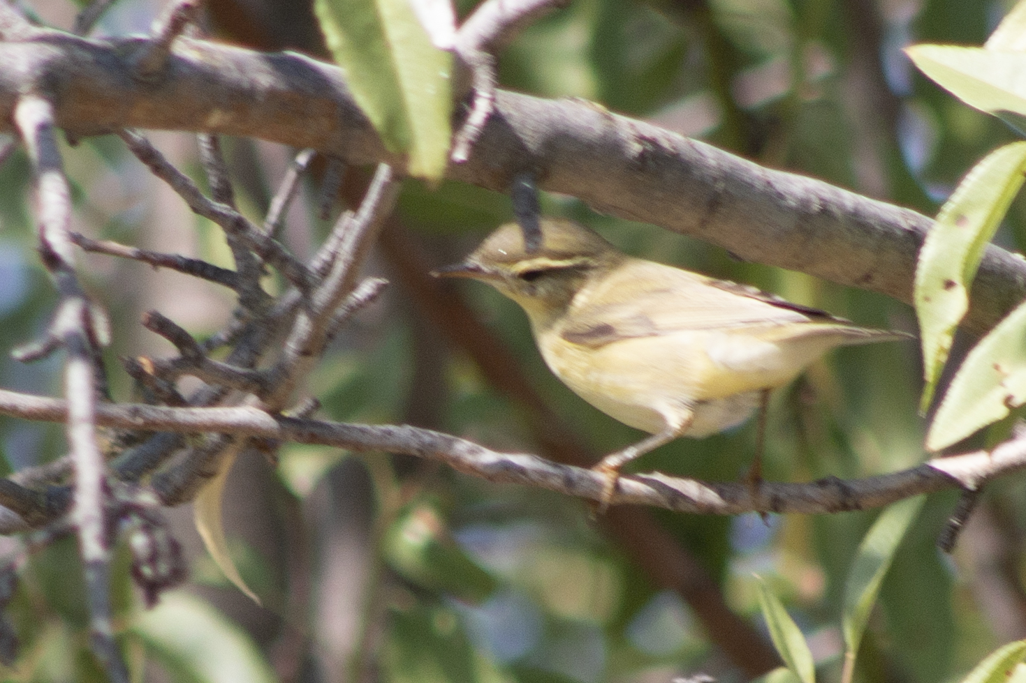 Willow Warbler