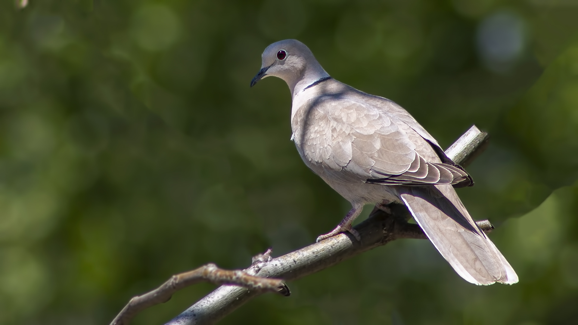 Eurasian Collared-Dove