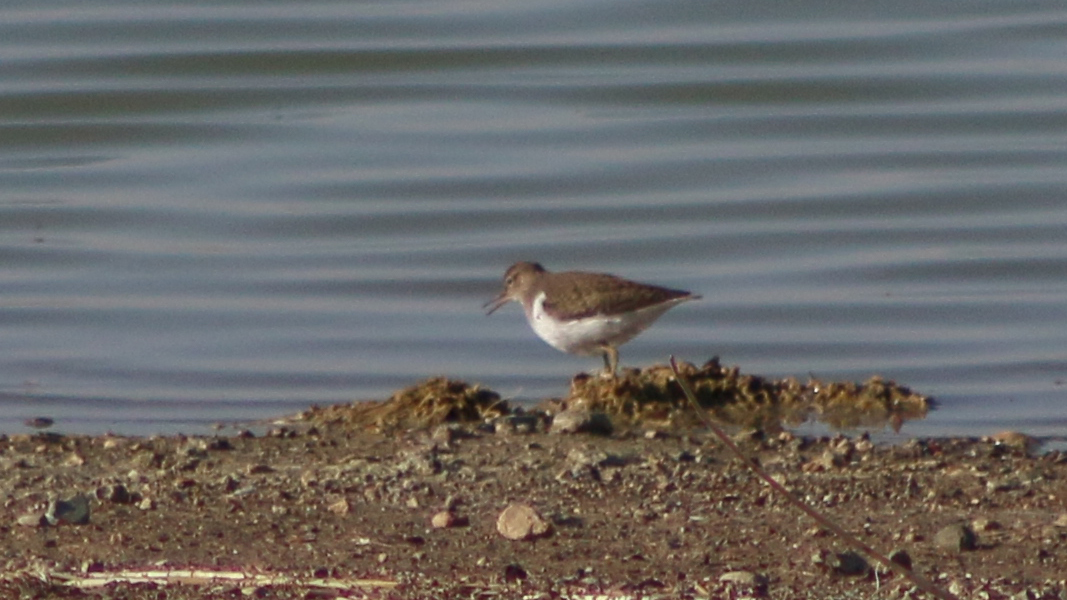 Dunlin