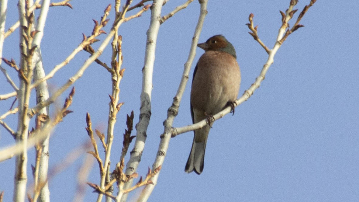 Common Chaffinch