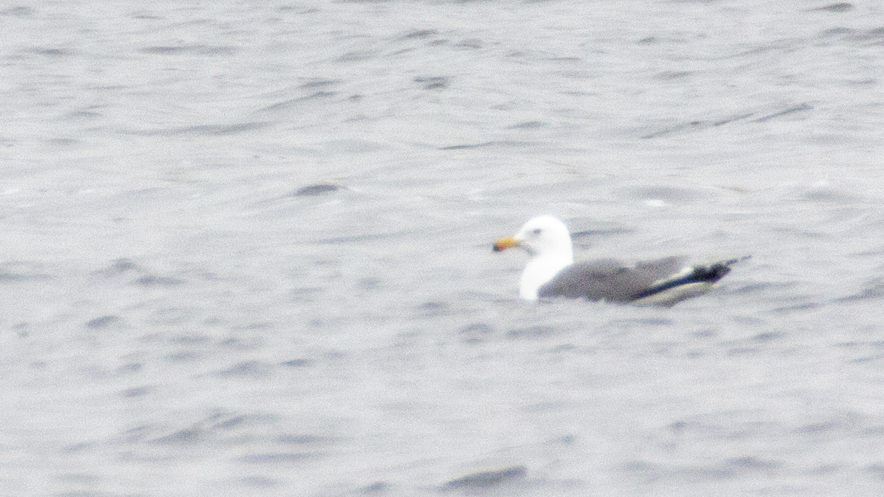Yellow-legged Gull