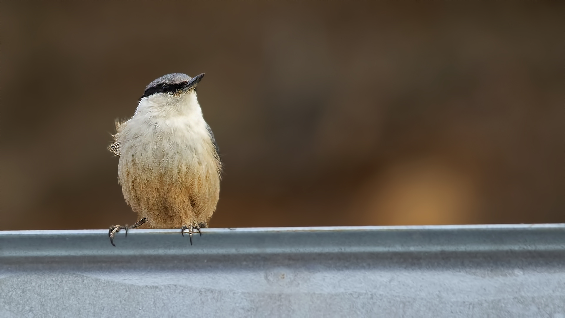 Western Rock Nuthatch
