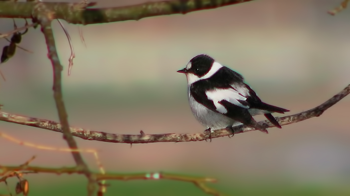Collared Flycatcher