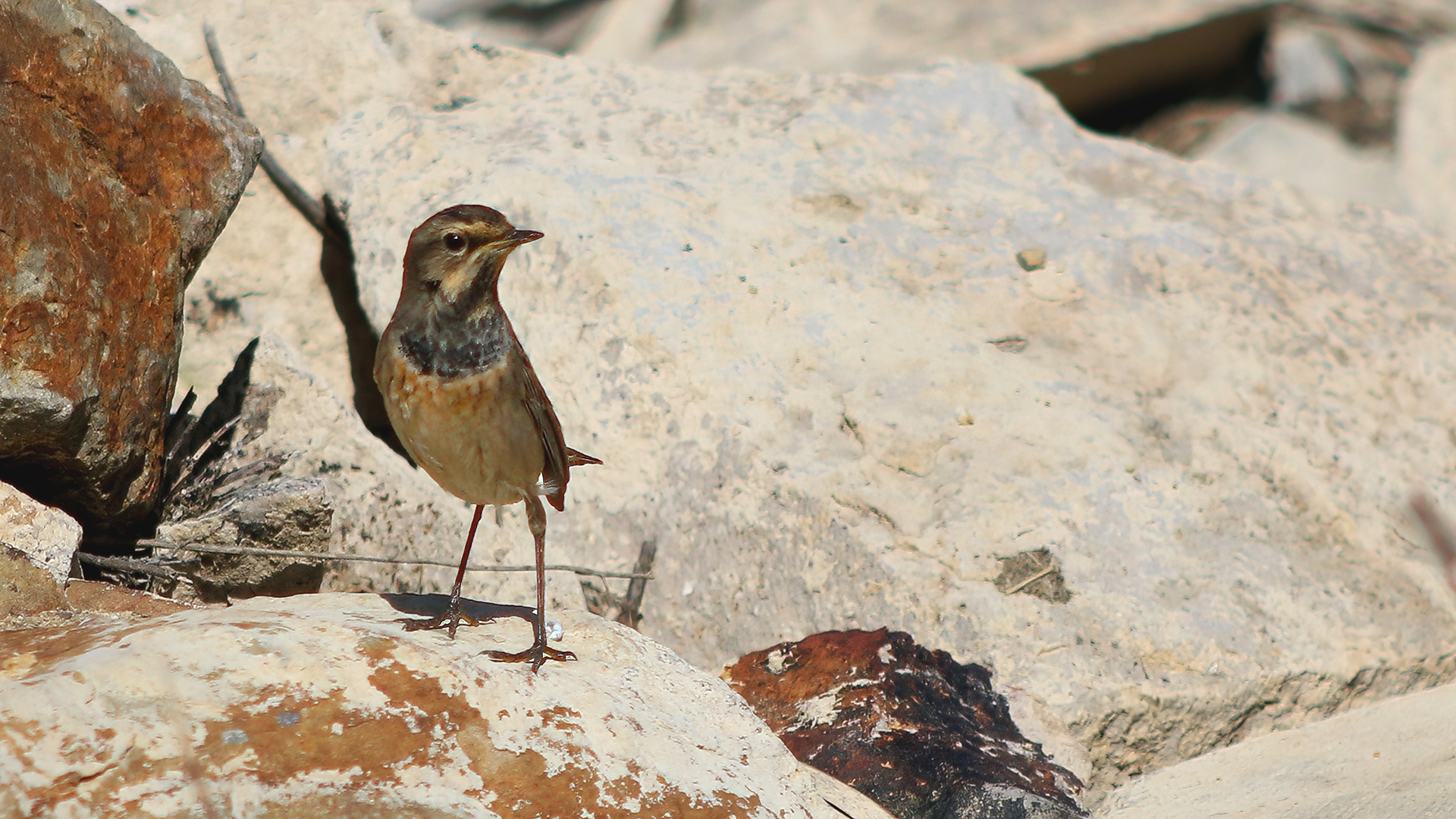 Bluethroat
