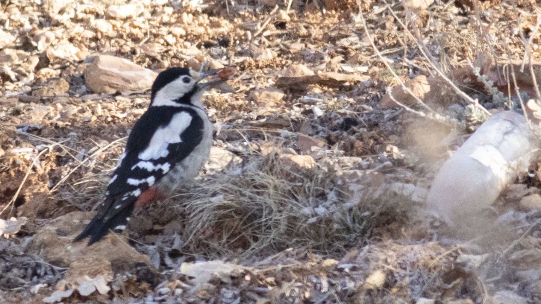 Syrian Woodpecker