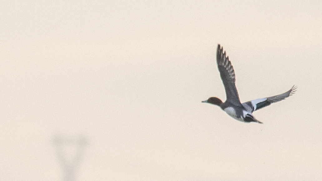 Eurasian Wigeon