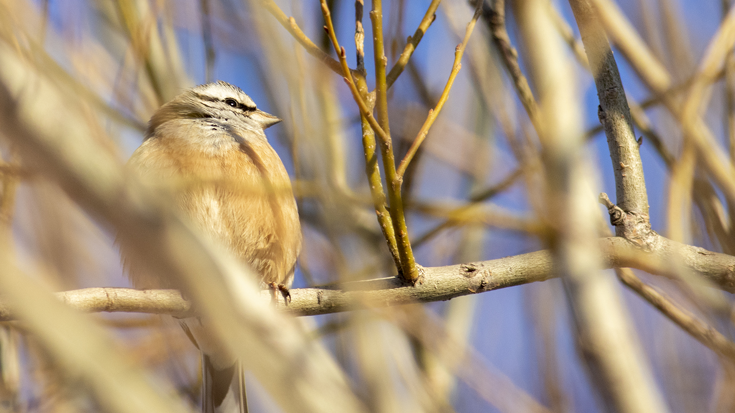 Rock Bunting