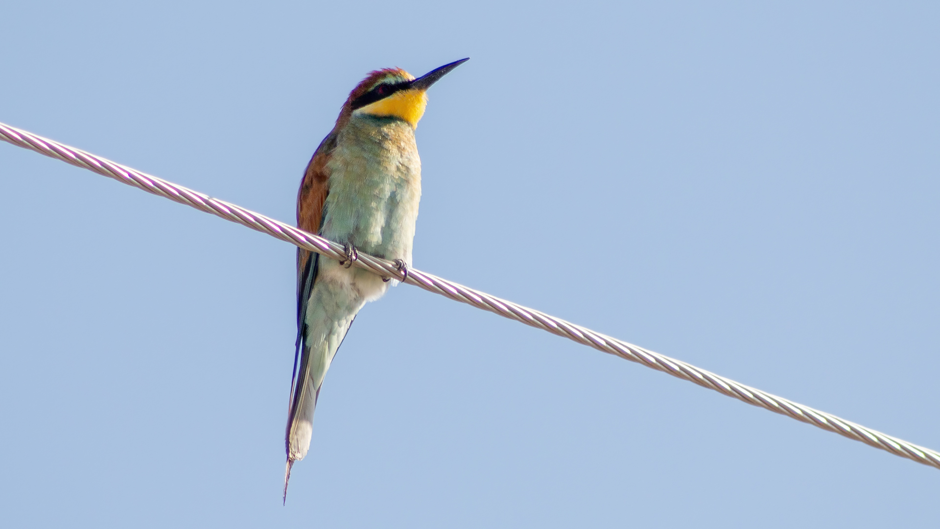 European Bee-eater — Ana fotoğraf