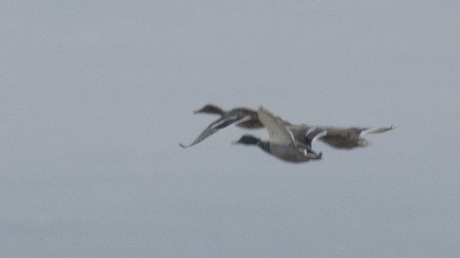 Mallard