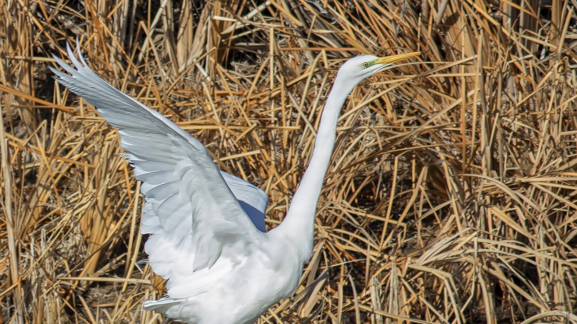 Great Egret