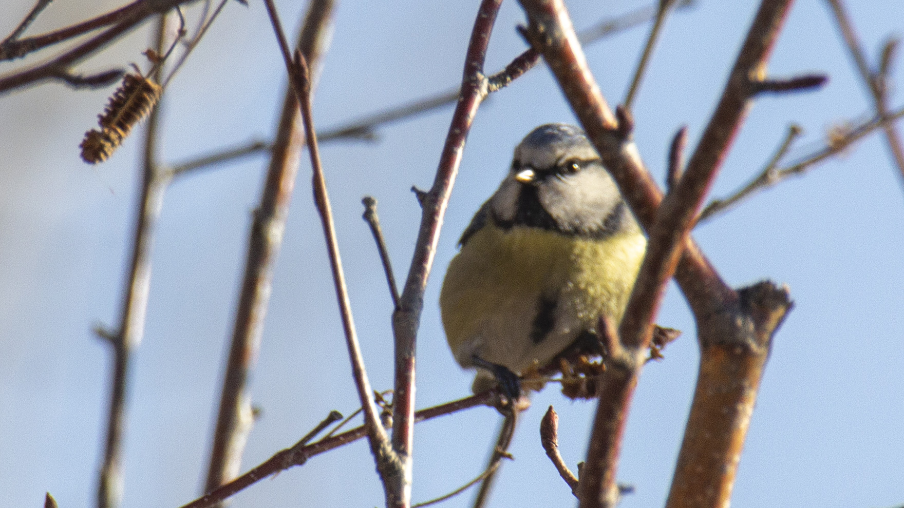Eurasian Blue Tit