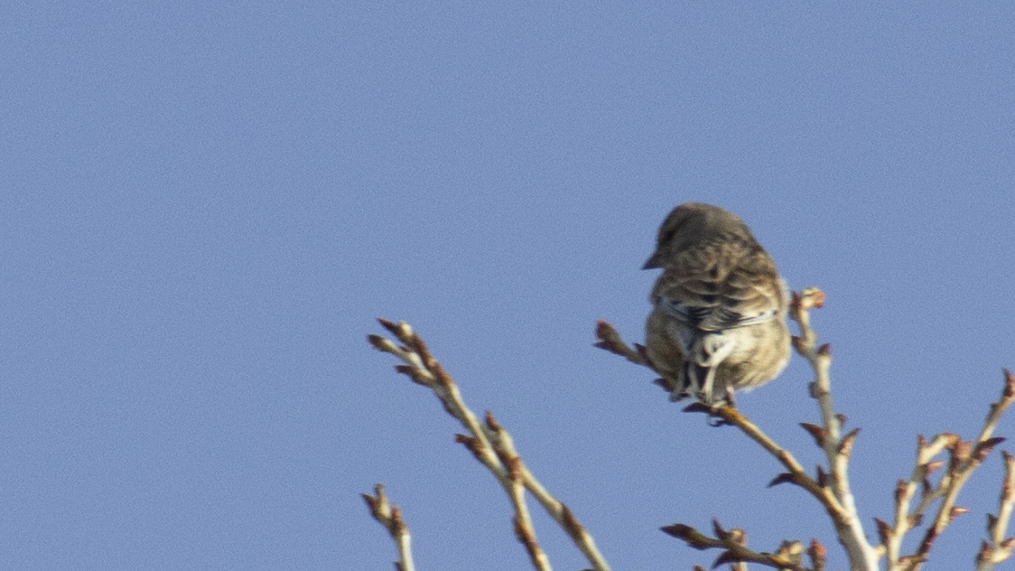 Eurasian Linnet