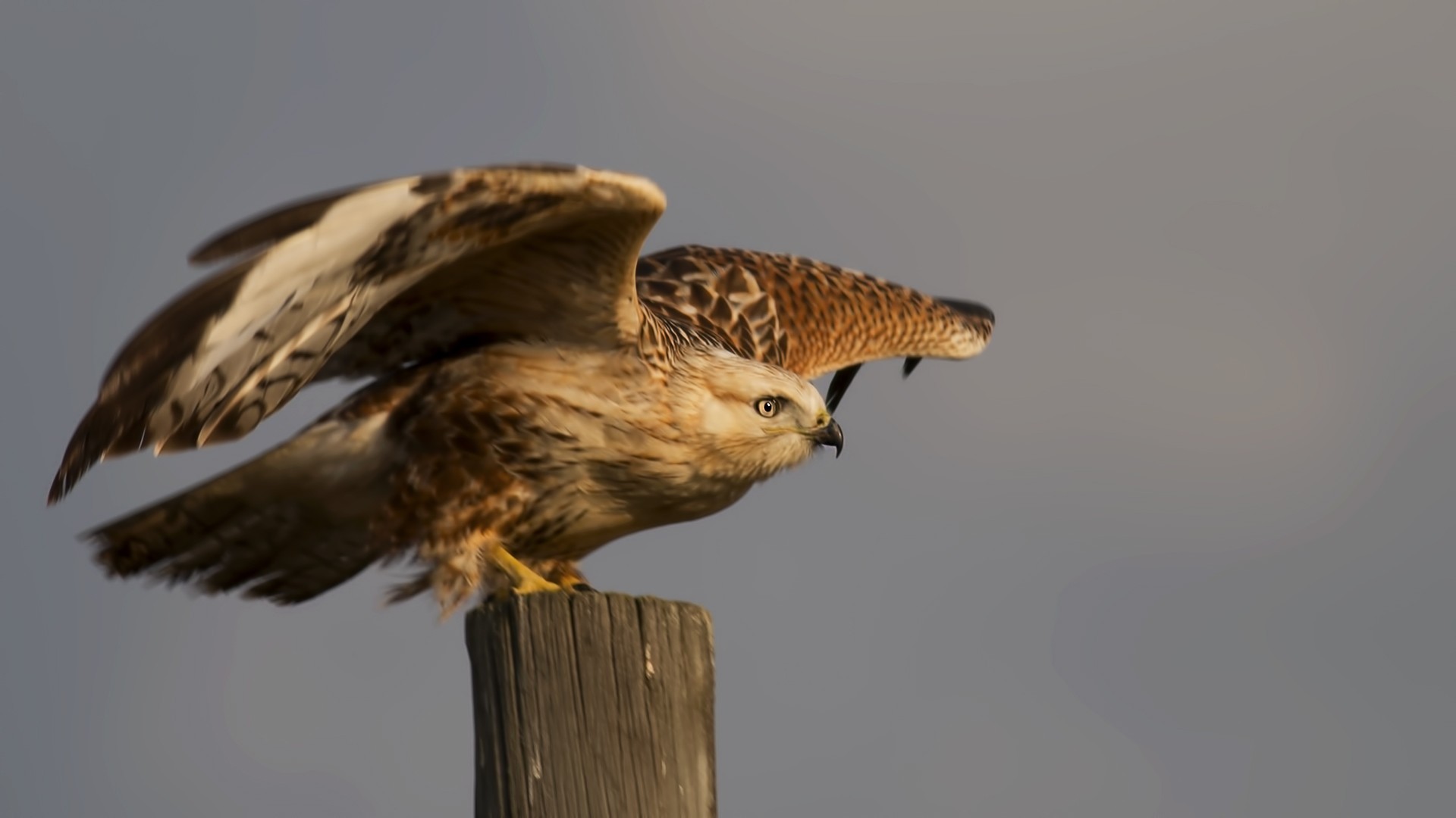 Long-legged Buzzard