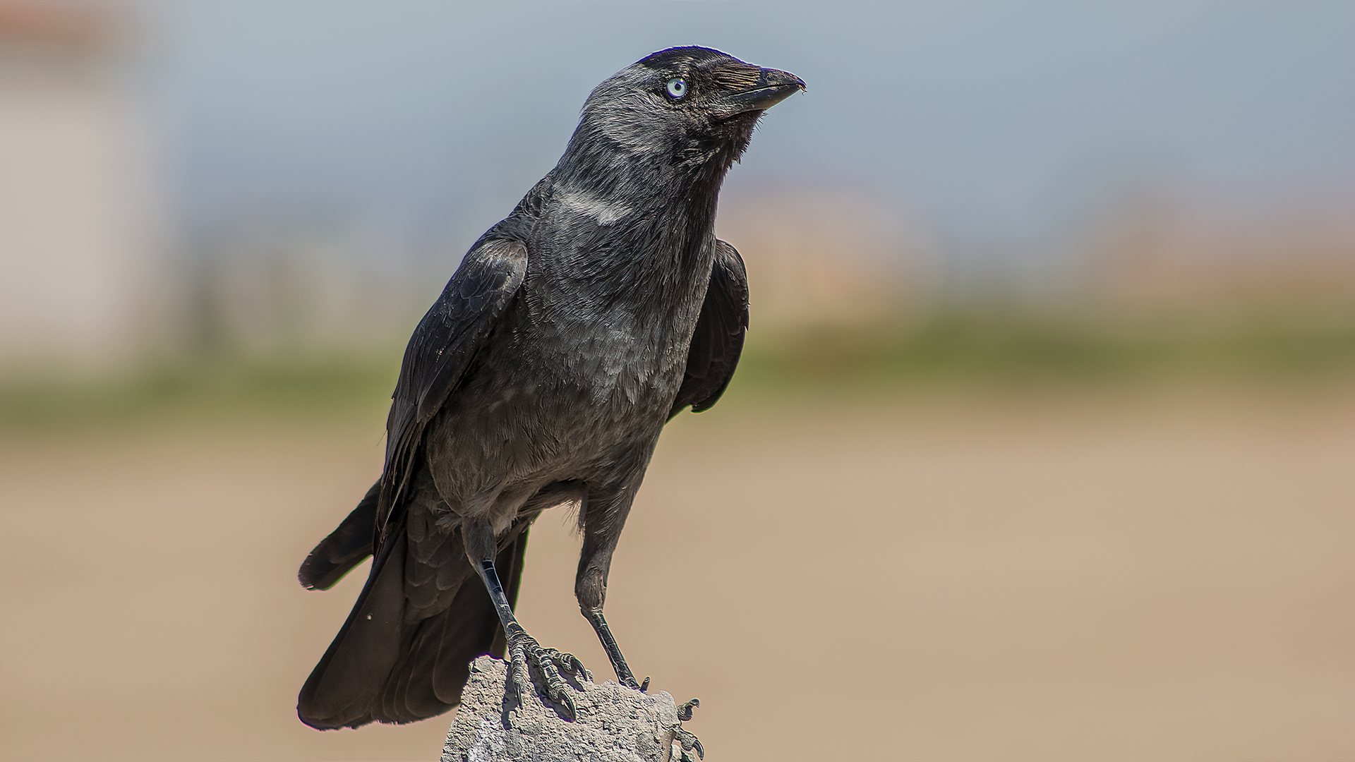 Eurasian Jackdaw