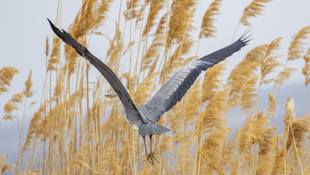 Gray Heron