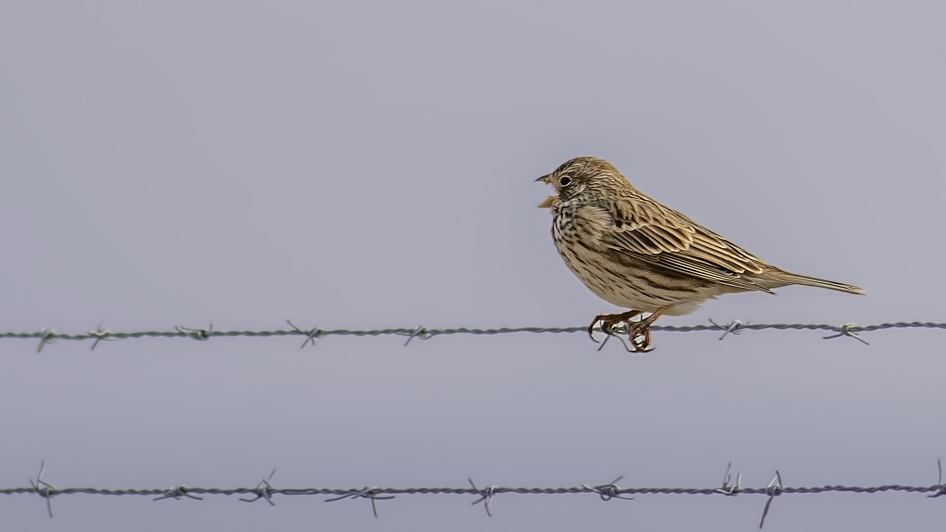 Corn Bunting