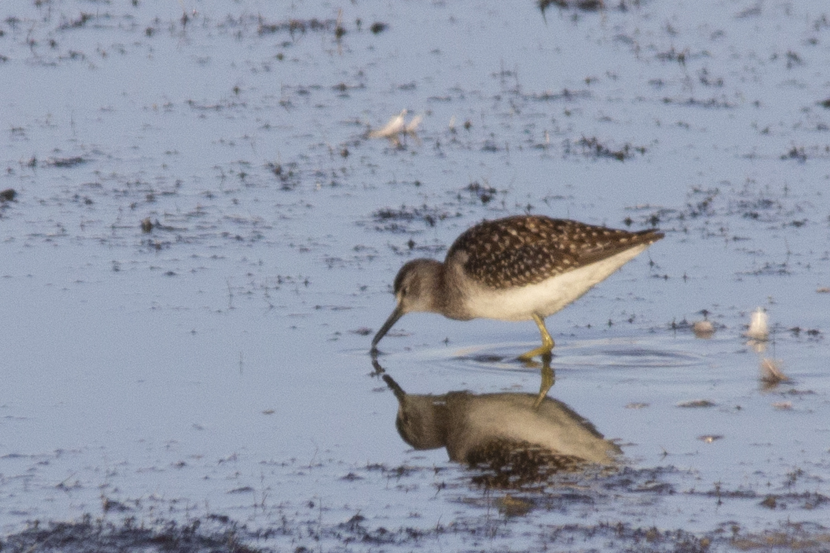 Marsh Sandpiper