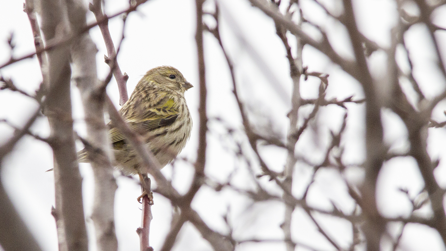 Eurasian Siskin