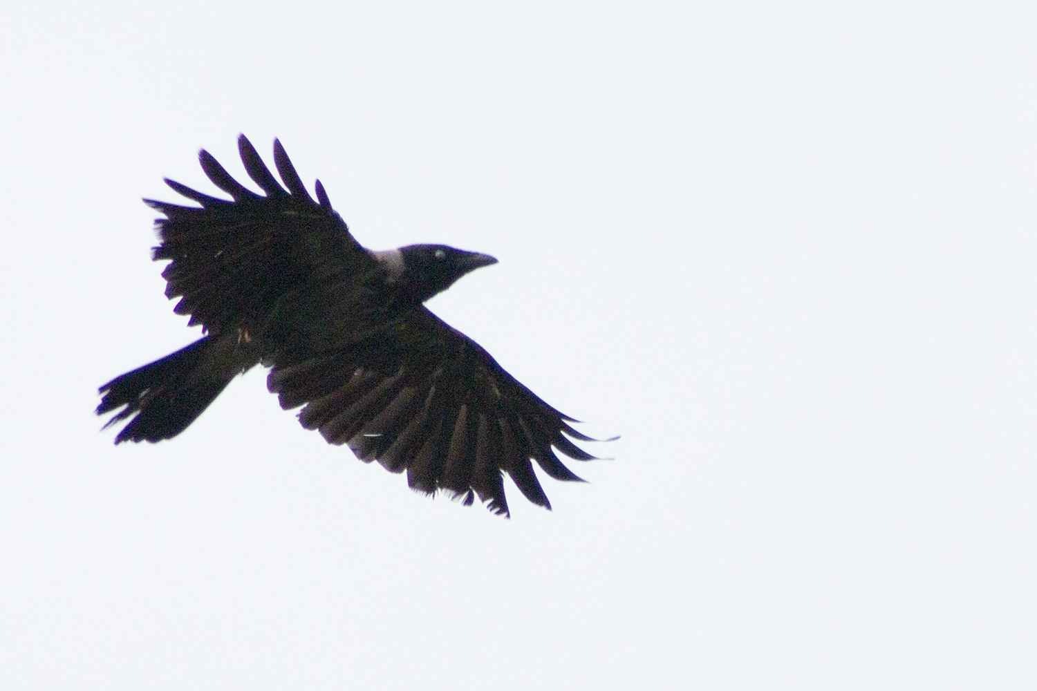Hooded Crow