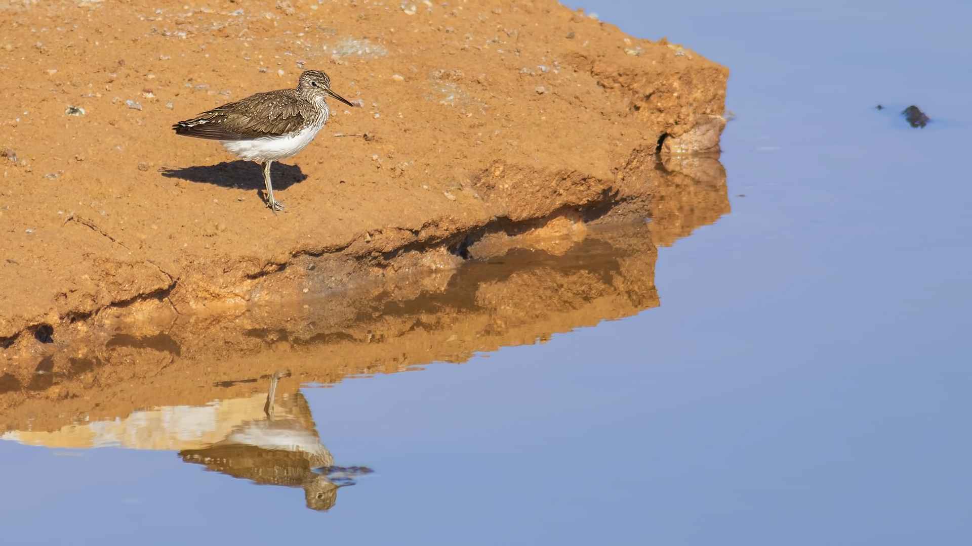 Common Sandpiper