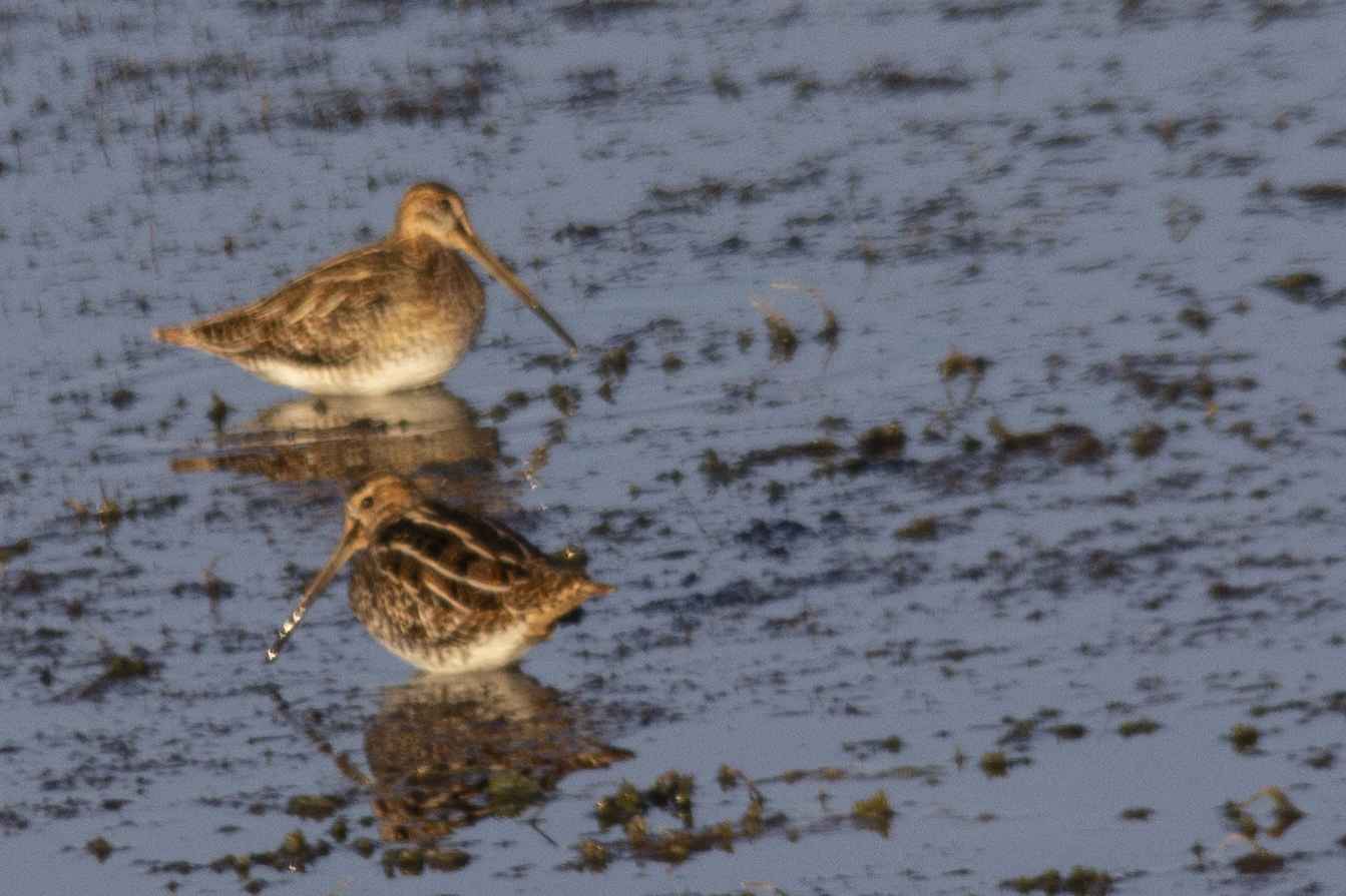 Common Snipe