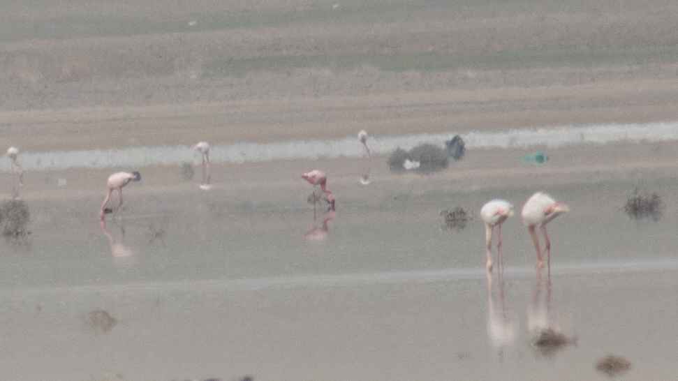 Lesser Flamingo