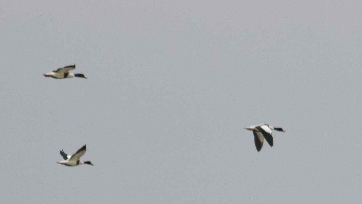 Common Shelduck