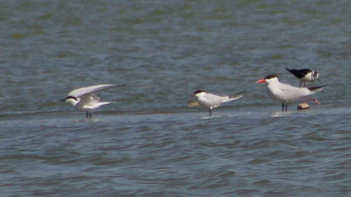 Gull-billed Tern