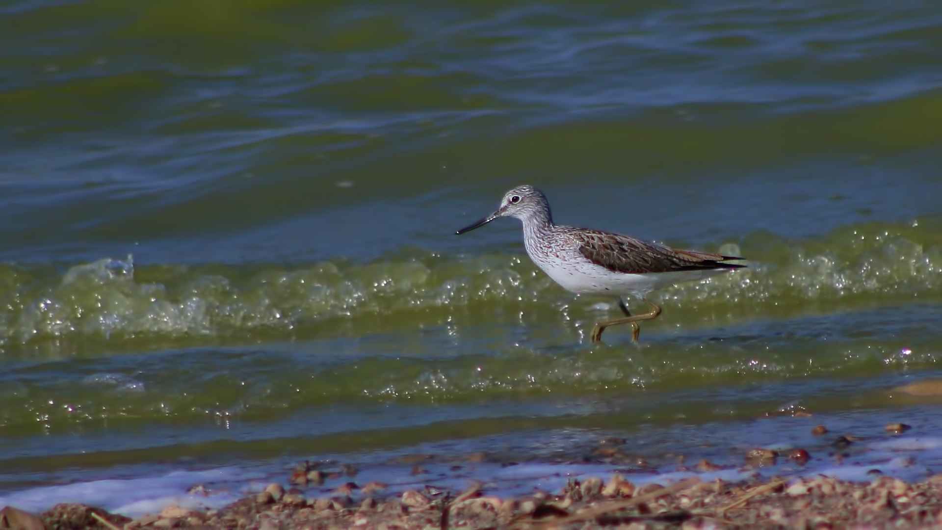 Common Greenshank